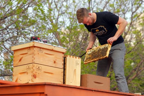 BORIS MINKEVICH / WINNIPEG FREE PRESS Buzzing with Excitement at The Forks  Over Launch of Urban Bee Project. Chris Kirouac  on the train car that the bee hives are mounted on. In partnership with BeeProject Apiaries, two honey beehives will be installed on top of the Caboose at The Forks. May 20, 2016.