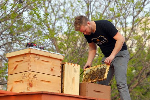 BORIS MINKEVICH / WINNIPEG FREE PRESS Buzzing with Excitement at The Forks  Over Launch of Urban Bee Project. Chris Kirouac  on the train car that the bee hives are mounted on.  In partnership with BeeProject Apiaries, two honey beehives will be installed on top of the Caboose at The Forks. May 20, 2016.
