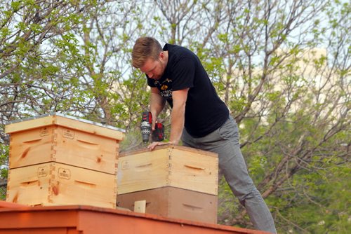 BORIS MINKEVICH / WINNIPEG FREE PRESS Buzzing with Excitement at The Forks  Over Launch of Urban Bee Project. Chris Kirouac  on the train car that the bee hives are mounted on.  In partnership with BeeProject Apiaries, two honey beehives will be installed on top of the Caboose at The Forks. May 20, 2016.