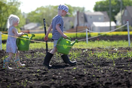 RUTH BONNEVILLE / WINNIPEG FREE PRESS  Three-year-old Heidi Moyer follows her older brother Gunnar (5yrs) to fetch water for their mom  in her families garden plot on Silver Ave. Saturday. Standup photo   May 21, , 2016