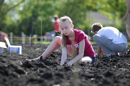 RUTH BONNEVILLE / WINNIPEG FREE PRESS  Twelve-year-old Elia Nikkel plants potatoes in her families garden plot on Silver Ave. Saturday with her family.   Standup photo   May 21, , 2016