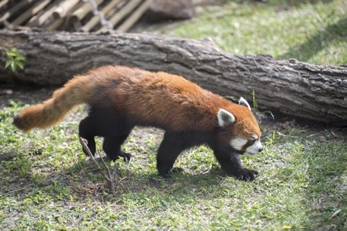DAVID LIPNOWSKI / WINNIPEG FREE PRESS  Red Panda at the Assiniboine Park Zoo Sunday May 22, 2016.