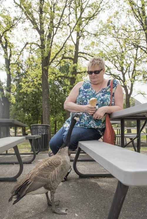 DAVID LIPNOWSKI / WINNIPEG FREE PRESS  A Canada Goose tries to steal a bite of Pat Ward's ice cream cone at the Assiniboine Park Zoo Sunday May 22, 2016. Pat and her family are from Saskatchewan, and were in the city visiting institutions such as the Forks and the Zoo on the May long weekend.
