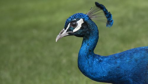 DAVID LIPNOWSKI / WINNIPEG FREE PRESS  Peacock at the Assiniboine Park Zoo Sunday May 22, 2016.