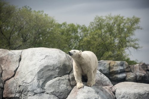 DAVID LIPNOWSKI / WINNIPEG FREE PRESS  Polar Bears at the Assiniboine Park Zoo Sunday May 22, 2016.