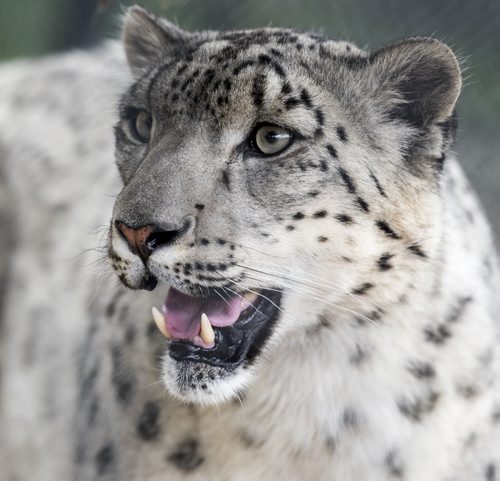 DAVID LIPNOWSKI / WINNIPEG FREE PRESS  Snow Leopard at the Assiniboine Park Zoo Sunday May 22, 2016.