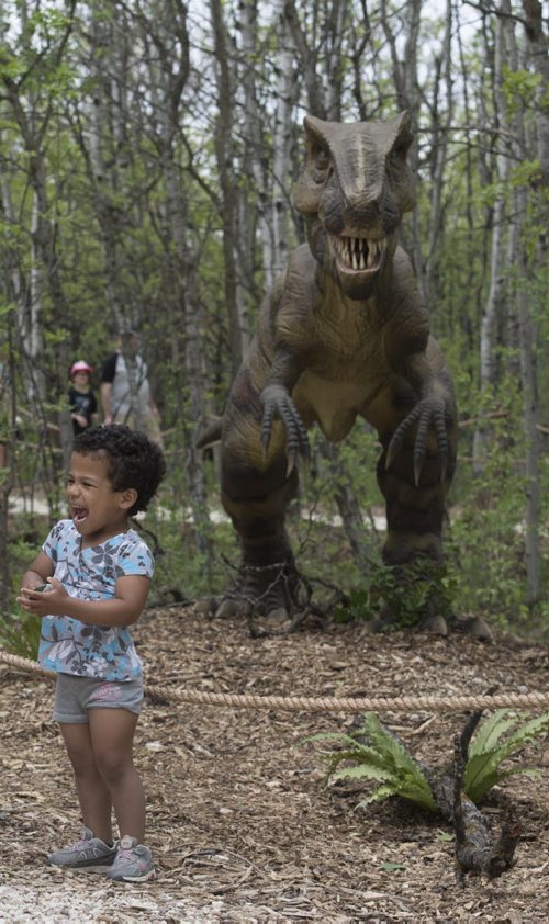 DAVID LIPNOWSKI / WINNIPEG FREE PRESS  Five-year-old Alissa Wilder checks out the Yangchuanosaurus at the Dinosaurs Alive! exhibit at the Assiniboine Park Zoo Sunday May 22, 2016.