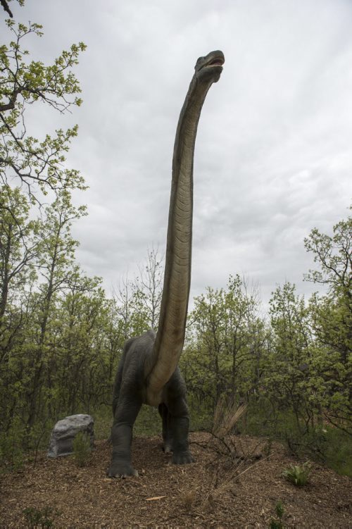 DAVID LIPNOWSKI / WINNIPEG FREE PRESS  Dinosaurs Alive! exhibit at the Assiniboine Park Zoo Sunday May 22, 2016.