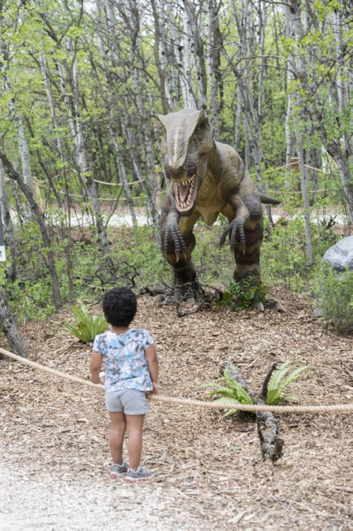 DAVID LIPNOWSKI / WINNIPEG FREE PRESS  Five-year-old Alissa Wilder checks out the Yangchuanosaurus at the Dinosaurs Alive! exhibit at the Assiniboine Park Zoo Sunday May 22, 2016.