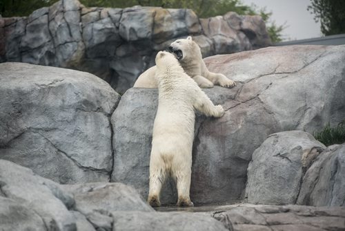 DAVID LIPNOWSKI / WINNIPEG FREE PRESS  Polar Bears at the Assiniboine Park Zoo Sunday May 22, 2016.