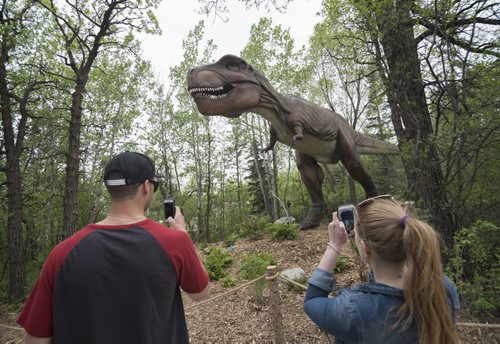 DAVID LIPNOWSKI / WINNIPEG FREE PRESS  Visitors check out the Tyrannosaurus Rex at the Dinosaurs Alive! exhibit at the Assiniboine Park Zoo Sunday May 22, 2016.