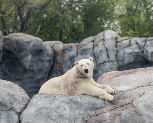 DAVID LIPNOWSKI / WINNIPEG FREE PRESS  Polar Bears at the Assiniboine Park Zoo Sunday May 22, 2016.