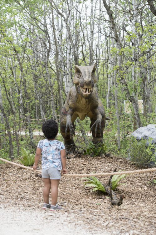 DAVID LIPNOWSKI / WINNIPEG FREE PRESS  Five-year-old Alissa Wilder checks out the Yangchuanosaurus at the Dinosaurs Alive! exhibit at the Assiniboine Park Zoo Sunday May 22, 2016.