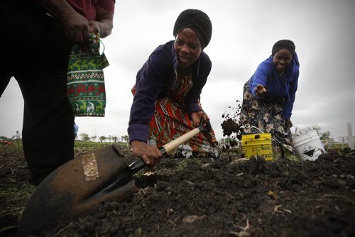 JOHN WOODS / WINNIPEG FREE PRESS Sophonie Baatwenga (from left), Costasie Hakimna and Priska Nilterese plant onion seed in their small garden plot in the Rainbow Community Garden at the University of Manitoba Sunday, May 22, 2016. Raymond Jimasbe Ngarboui, the coordinator of the community garden, says the project has over 150 immigrant families involved and allows them to grow healthy food and be part of a community in their new home.