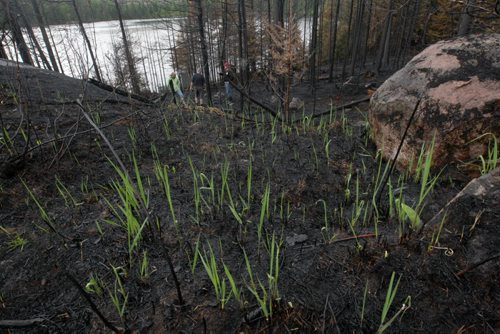 JOE BRYKSA / WINNIPEG FREE PRESS  Florence Lake cottagers surveys the burnt out shores of neighboring Nora Lake for the first time Tuesday- Already new growth is coming up from the ashes , May 24 , 2016.(see Nick Martin  story)
