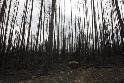 JOE BRYKSA / WINNIPEG FREE PRESS  Forest fire damage as seen Tuesday along private 13 km  road to Nora Lake and Florence Lake was opened to cottagers by officials  ., May 24 , 2016.(see Nick Martin  story)