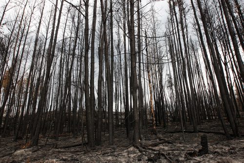 JOE BRYKSA / WINNIPEG FREE PRESS Forest fire damage as seen Tuesday along private 13 km  road to Nora Lake and Florence Lake was opened to cottagers by officials  ., May 24 , 2016.(see Nick Martin  story)