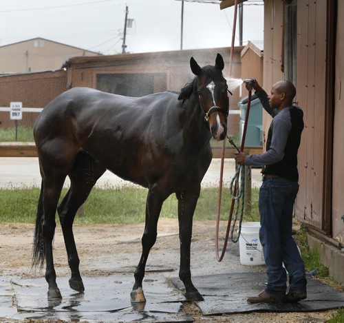 WAYNE GLOWACKI / WINNIPEG FREE PRESS   Trainer Steve Gaskin spays down Wise Whiskey Cat at the stable area at the Assiniboia Downs Thursday morning. George Williams story  May 26   2016