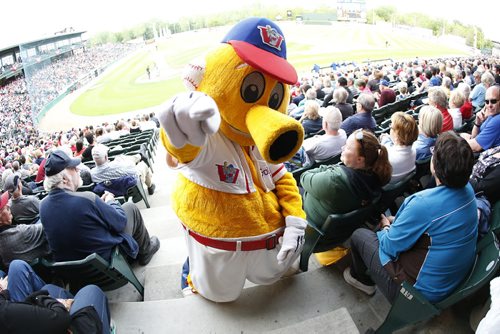 JOHN WOODS / WINNIPEG FREE PRESS Goldie gets things going at the Winnipeg Goldeyes home opener against the Sioux Falls Canaries Monday, May 30, 2016.