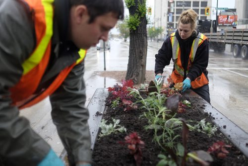 ZACHARY PRONG / WINNIPEG FREE PRESS  Winnipeg City Gardeners  Annie Wowchuck and Peter Warkentin install flower planters on a rainy day in downtown Winnipeg. The Downtown Winnipeg Biz planted thousand of flowers to welcome Winnipegers and tourists to the city's downtown this summer. June 1, 2016