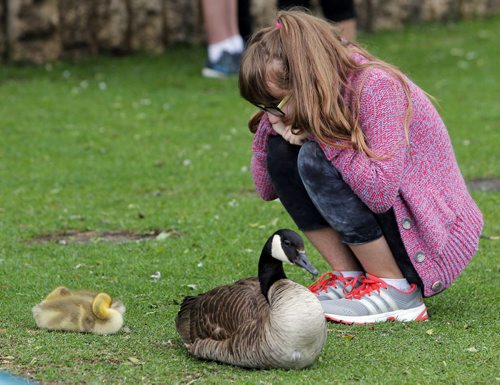BORIS MINKEVICH / WINNIPEG FREE PRESS Weather standup - 14 year old Dianiela Lewis gets up close and personal with a family of geese at the Forks. High river waters have closed the river trail and only water foul are using the sunken public trail. June 3, 2016.