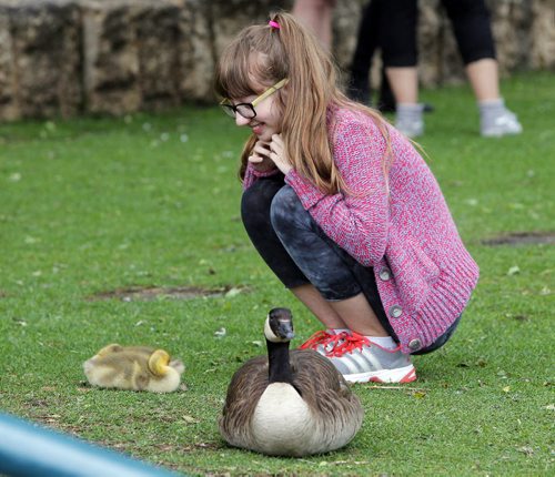 BORIS MINKEVICH / WINNIPEG FREE PRESS Weather standup - 14 year old Dianiela Lewis gets up close and personal with a family of geese at the Forks. High river waters have closed the river trail and only water foul are using the sunken public trail. June 3, 2016.