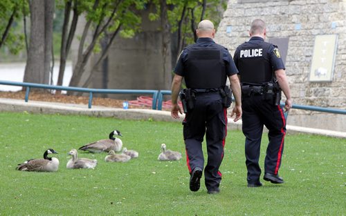 BORIS MINKEVICH / WINNIPEG FREE PRESS Police see some geese play at The Forks. High river waters have closed the river trail and only water foul are using the sunken public trail. After a brief investigation foul play was ruled out. June 3, 2016.