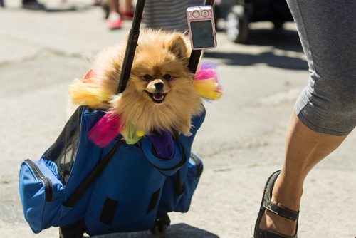 MIKE DEAL / WINNIPEG FREE PRESS Coco gets a ride during the Pride Parade Sunday. 160605 - Sunday, June 05, 2016