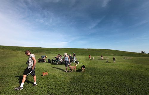 PHIL HOSSACK - Pups and people gather at the Kilcona Park "off leash" area Thursday evening. See story.  June 9, 2016