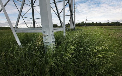 PHIL HOSSACK / WINNIPEG FREE PRESS -   Rapid R.ow O.f W.ay or just row!  Existing tower bases support the electrical grid and a thriving grassland beside the new Transit right of way south of the CN main railway north of Bishop Grandin Bvld. See story. June 15, 2016
