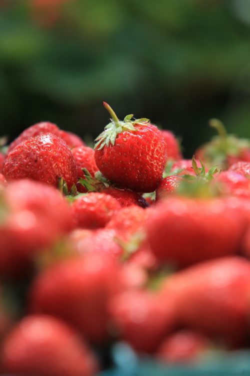 RUTH BONNEVILLE / WINNIPEG FREE PRESS  One of the earliest seasons on record for Jardins St-Léon Gardens on St. Mary's Rd. to  sell locally grown strawberries grown on farms in the Portage La Prairie area.  Co-owner,  Colin Rémillard says its a crazy early season that started on Father's Day.    June 21 / 2016