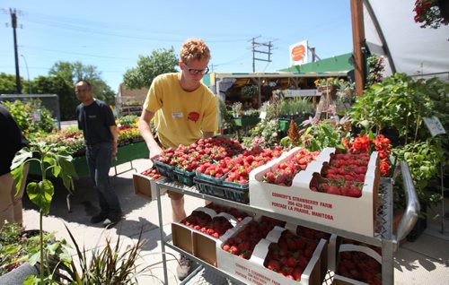 RUTH BONNEVILLE / WINNIPEG FREE PRESS  One of the earliest seasons on record for Jardins St-Léon Gardens on St. Mary's Rd. to  sell locally grown strawberries grown on farms in the Portage La Prairie area.  Co-owner,  Colin Rémillard moves cart full of strawberries into the store area Tuesday.    June 21 / 2016