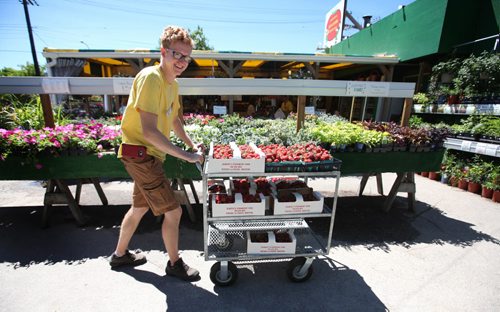 RUTH BONNEVILLE / WINNIPEG FREE PRESS  One of the earliest seasons on record for Jardins St-Léon Gardens on St. Mary's Rd. to  sell locally grown strawberries grown on farms in the Portage La Prairie area.  Co-owner,  Colin Rémillard says its a crazy early season that started on Father's Day.     June 21 / 2016