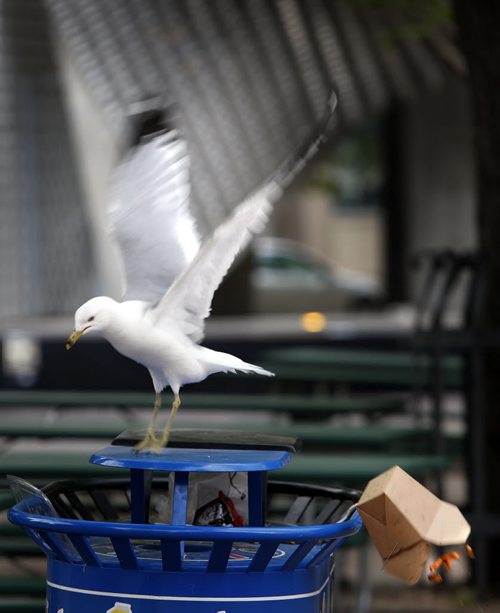 WAYNE GLOWACKI / WINNIPEG FREE PRESS  By the Cube in Old Market Square, a gull knocks off a box of fries placed on a recycle container to get easier access to a Wednesday morning meal.   June 22  2016