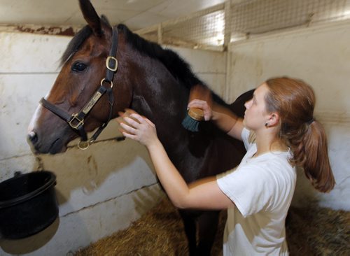BORIS MINKEVICH / WINNIPEG FREE PRESS Horse groomer Rebecca Fentum-Jones with a horse named Gold N Sochi. Photo taken at the stables of Assiniboia Downs, a Canadian horse race track located in Winnipeg, Manitoba. June 23, 2016.