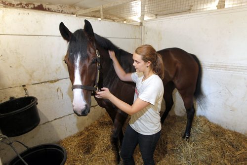 BORIS MINKEVICH / WINNIPEG FREE PRESS Horse groomer Rebecca Fentum-Jones with a horse named Gold N Sochi. Photo taken at the stables of Assiniboia Downs, a Canadian horse race track located in Winnipeg, Manitoba. June 23, 2016.