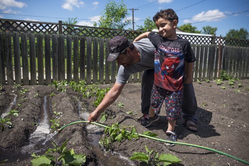 ZACHARY PRONG / WINNIPEG FREE PRESS  Lou Alassaf and his son Hussein, 5, water their vegetable garden on June15, 2016.