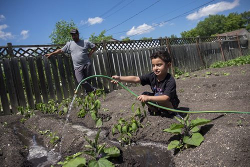 ZACHARY PRONG / WINNIPEG FREE PRESS  Lou Alassaf watches as his son Hussein, 5, waters their vegetable garden. June15, 2016.