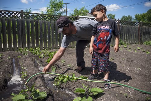 ZACHARY PRONG / WINNIPEG FREE PRESS  Lou Alassaf and his son Hussein, 5, water their vegetable garden on June15, 2016.