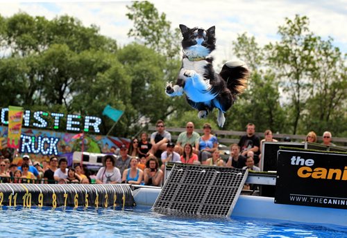 RUTH BONNEVILLE / WINNIPEG FREE PRESS  Arrow the stunt dog tries to jump as far as he can over a pool of water during the Canine Stars show at the Red River Ex Saturday. Standup photo  June 25 / 2016