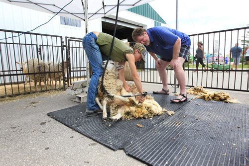 RUTH BONNEVILLE / WINNIPEG FREE PRESS  Free Press Columnist Doug Speirs learns how to shear a sheep with the help of Stacey Rosvold at the Red River Ex Saturday. For Doug Speirs column.    June 25 / 2016
