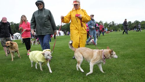 MIKE DEAL / WINNIPEG FREE PRESS  Nancy King with her dogs Tessa (in raincoat), 9, and Callie, 12, stride through Assiniboine Park taking part in the Paws in Motion walk-a-thon which has steadily grown into the Winnipeg Humane Societys largest fundraising event of the year.   160626 Sunday, June 26, 2016