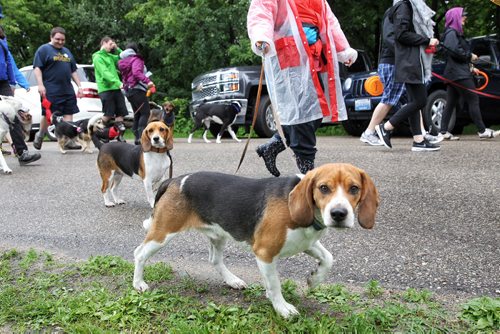 MIKE DEAL / WINNIPEG FREE PRESS  Participants stride along the road in Assiniboine Park taking part in the Paws in Motion walk-a-thon which has steadily grown into the Winnipeg Humane Societys largest fundraising event of the year.   160626 Sunday, June 26, 2016