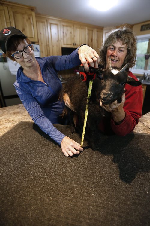 JOHN WOODS / WINNIPEG FREE PRESS Tara McKean (R) and local veterinarian Vivian Jacob measure two year old pygmy goat Lucy in their family home in Anola Sunday, June 26, 2016.