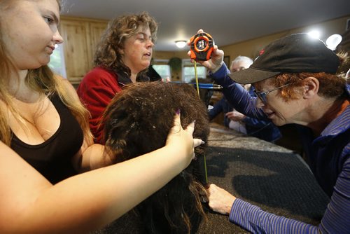 JOHN WOODS / WINNIPEG FREE PRESS Tiana McKean (from left) with her mother Tara and local veterinarian Vivian Jacob measure two year old pygmy goat Lucy during her Guinness Book of Records attempt in their family home in Anola Sunday, June 26, 2016.