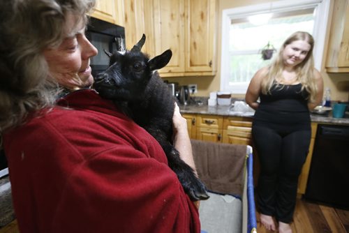 JOHN WOODS / WINNIPEG FREE PRESS Tara McKean with her daughter Tiana prepare two year old pygmy goat Lucy for her Guinness Book of Records official measurement in their family home in Anola Sunday, June 26, 2016.