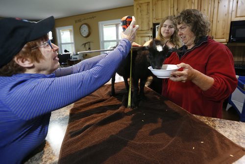 JOHN WOODS / WINNIPEG FREE PRESS Tara McKean (from right) with her daughter Tiana and local veterinarian Vivian Jacob measure two year old pygmy goat Lucy during her Guinness Book of Records attempt in their family home in Anola Sunday, June 26, 2016.