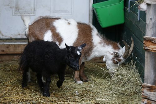 JOHN WOODS / WINNIPEG FREE PRESS Two year old pygmy goat Lucy (front) hangs out with a full grown pygmy goat after her Guinness Book of Records measurement session at the McKean's family home in Anola Sunday, June 26, 2016.