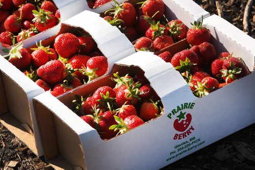 JOE BRYKSA / WINNIPEG FREE PRESS Fresh strawberries at  Prairie Berry in Glenlea, Manitoba-June 28, 2016  -(See story)