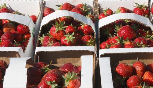 JOE BRYKSA / WINNIPEG FREE PRESS Fresh strawberries at  Prairie Berry in Glenlea, Manitoba-June 28, 2016  -(See story)